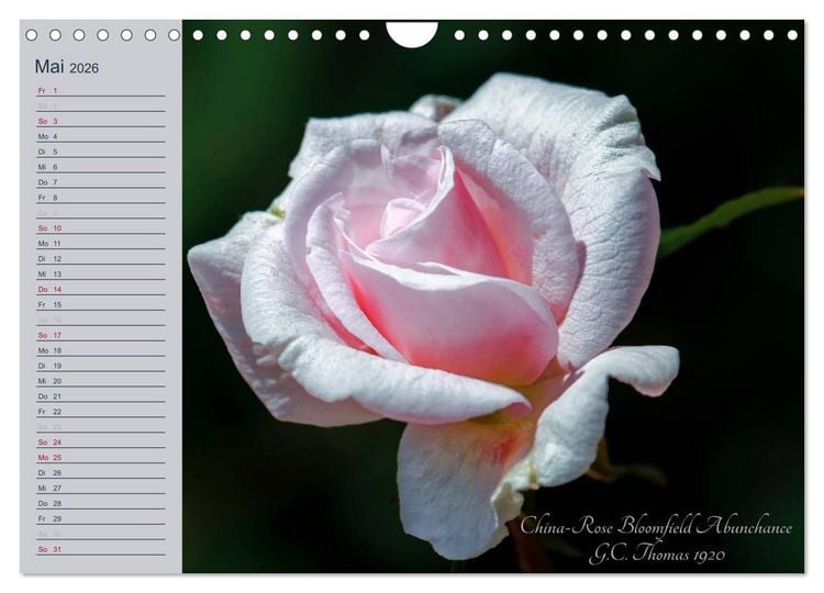 Produktbild: Kurf&uuml;rstliche Rosen Eltville am Rhein (Wandkalender 2026 DIN A4 quer), CALVENDO Monatskalender