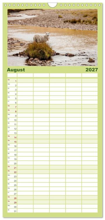 Produktbild: Familienplaner 2027 - Schafe - Weich und wollig mit 5 Spalten (Wandkalender, 21 x 45 cm) CALVENDO