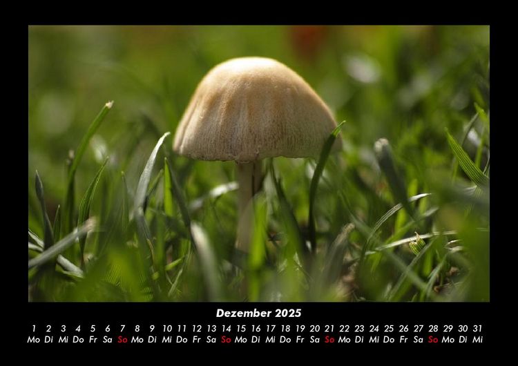 Produktbild: Pilzkalender 2025 Fotokalender DIN A3