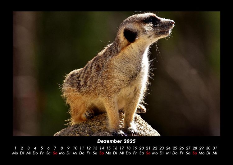 Produktbild: Welt der Tiere 2025 Fotokalender DIN A3
