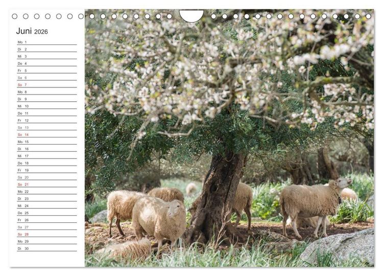 Produktbild: Emotionale Momente: Mandeln (Wandkalender 2026 DIN A4 quer), CALVENDO Monatskalender