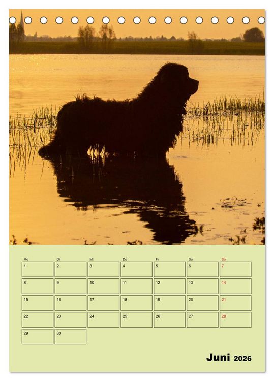Produktbild: B&auml;rige Freunde - Familienplaner Brauner Neufundl&auml;nder (Tischkalender 2026 DIN A5 hoch), CALVENDO Monatskalender