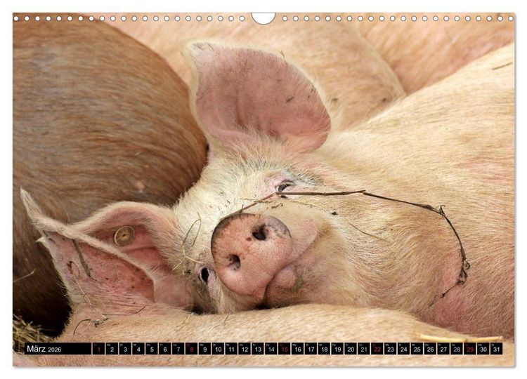 Produktbild: Der Schweinekalender (Wandkalender 2026 DIN A3 quer), CALVENDO Monatskalender