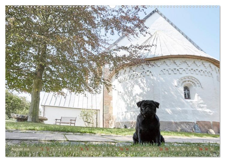 Produktbild: Sylt - Insel der M&ouml;pse (hochwertiger Premium Wandkalender 2026 DIN A2 quer), Kunstdruck in Hochglanz