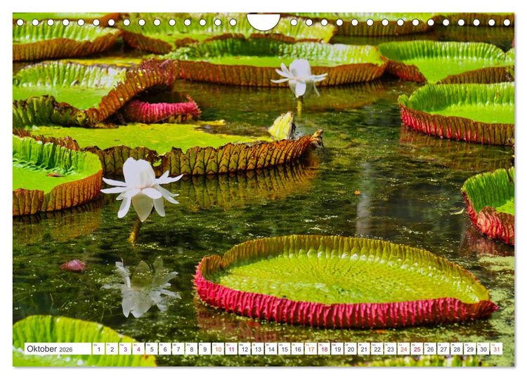 Produktbild: Mauritius - Sch&ouml;nheit im Indischen Ozean (Wandkalender 2026 DIN A4 quer), CALVENDO Monatskalender