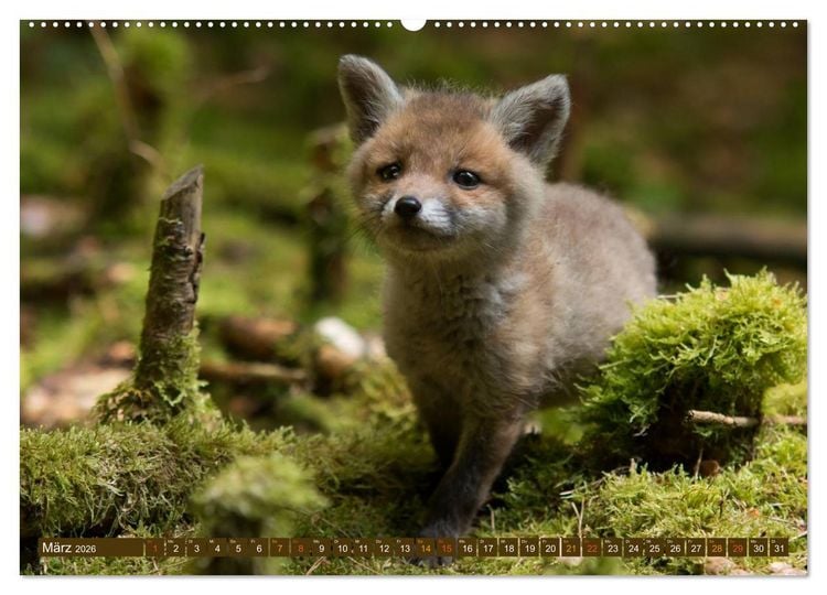 Produktbild: Bei den Jungf&uuml;chsen (hochwertiger Premium Wandkalender 2026 DIN A2 quer), Kunstdruck in Hochglanz