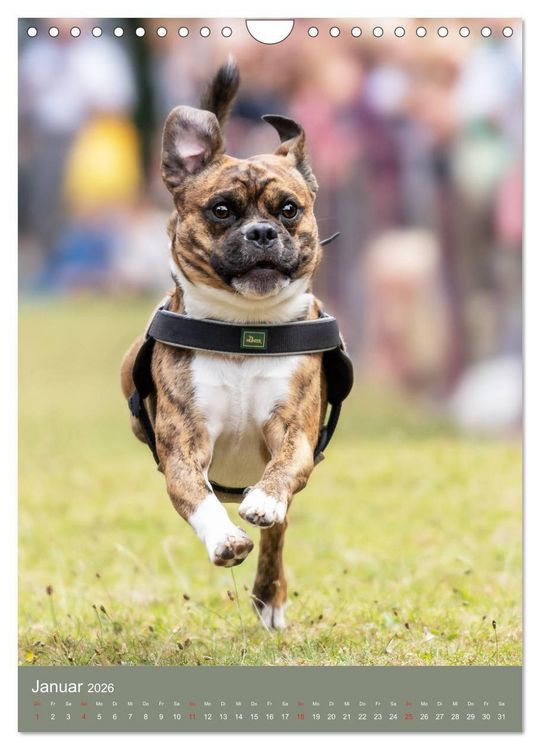 Produktbild: Mops-Rennen (Wandkalender 2026 DIN A4 hoch), CALVENDO Monatskalender