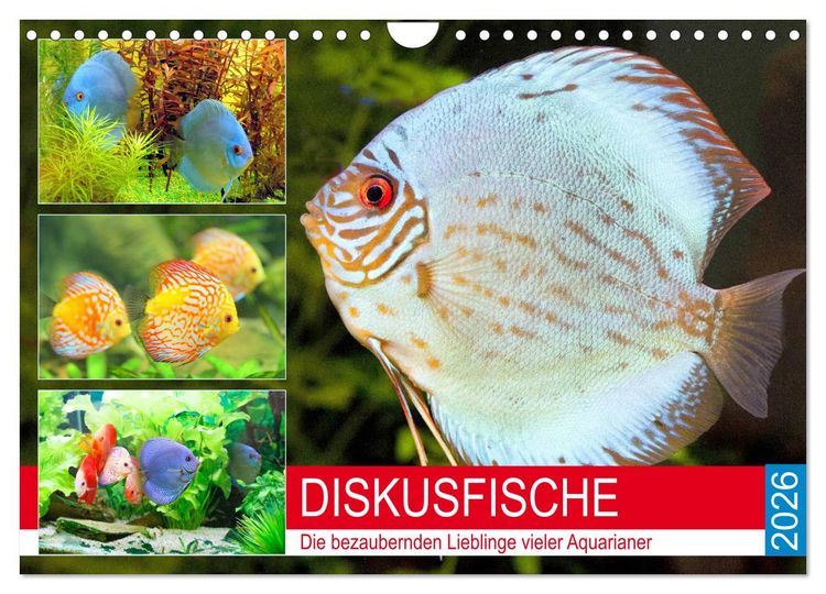 Produktbild: Diskusfische. Die bezaubernden Lieblinge vieler Aquarianer (Wandkalender 2026 DIN A4 quer), CALVENDO Monatskalender