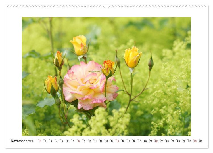 Produktbild: Rosengl&uuml;ck (hochwertiger Premium Wandkalender 2026 DIN A2 quer), Kunstdruck in Hochglanz