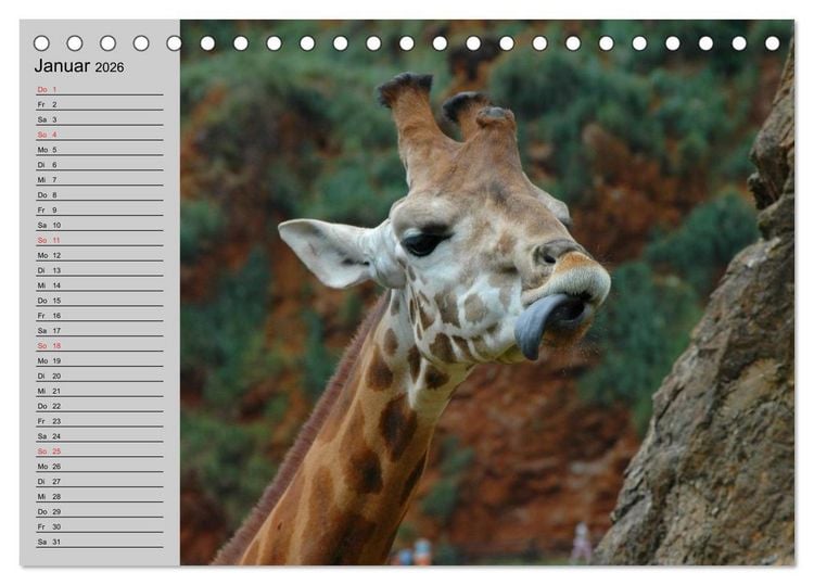 Produktbild: Giraffen. Dem Himmel so nah (Tischkalender 2026 DIN A5 quer), CALVENDO Monatskalender