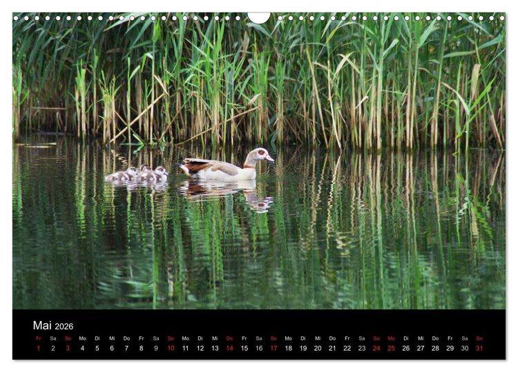 Produktbild: Welt der Tiere (Wandkalender 2026 DIN A3 quer), CALVENDO Monatskalender