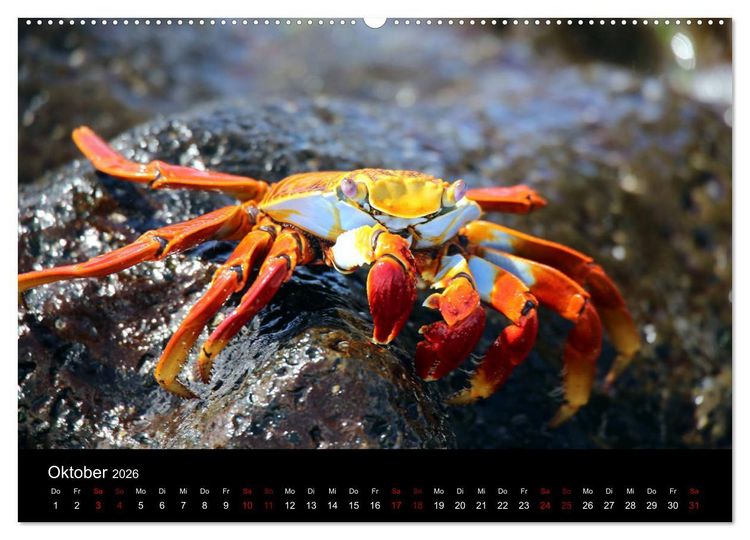 Produktbild: Ama la Vida Ecuador (Wandkalender 2026 DIN A2 quer), CALVENDO Monatskalender