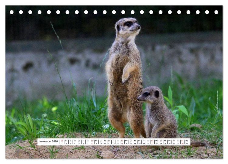 Produktbild: Erdm&auml;nnchen - Die Kobolde im Tierreich (Tischkalender 2026 DIN A5 quer), CALVENDO Monatskalender