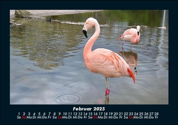 Produktbild: Welt der Tiere 2025 Fotokalender DIN A5