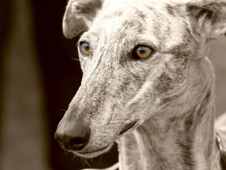 Produktbild: CALVENDO Puzzle Galgo Espa&ntilde;ol | 1000 Teile Lege-Gr&ouml;&szlig;e 64x48cm Foto-Puzzle f&uuml;r gl&uuml;ckliche Stunden