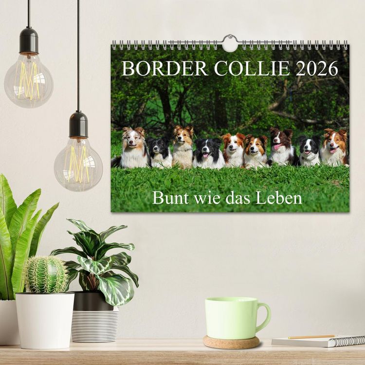 Produktbild: Border Collie 2026 (Wandkalender 2026 DIN A4 quer), CALVENDO Monatskalender