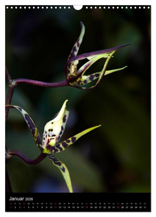 Produktbild: Faszination Orchideen (Wandkalender 2026 DIN A3 hoch), CALVENDO Monatskalender