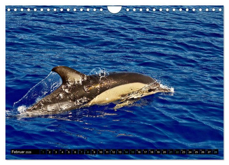 Produktbild: Big Five aus dem Ozean Hai, Delphin, Wal, Robbe, Pinguin (Wandkalender 2026 DIN A4 quer), CALVENDO Monatskalender