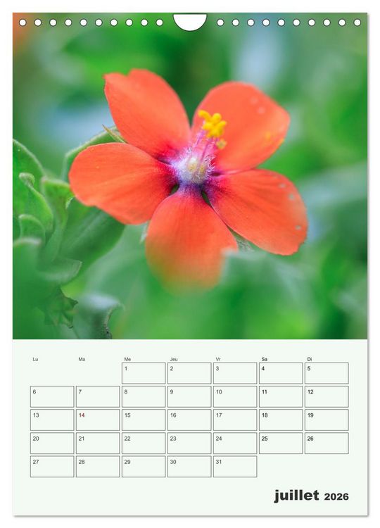 Produktbild: Les fleurs, &eacute;ternelles &eacute;phem&egrave;res (Calendrier mural 2026 DIN A4 horizontal), CALVENDO calendrier mensuel