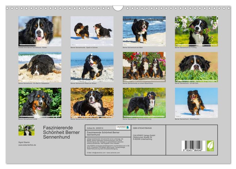 Produktbild: Faszinierende Sch&ouml;nheit Berner Sennenhund (Wandkalender 2026 DIN A3 quer), CALVENDO Monatskalender