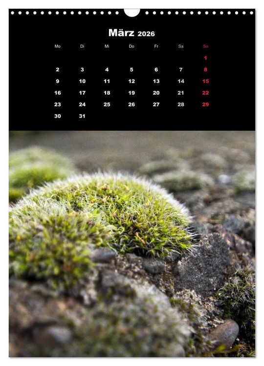Produktbild: Die Welt der Moose. Ein Blick nach unten (Wandkalender 2026 DIN A3 hoch), CALVENDO Monatskalender