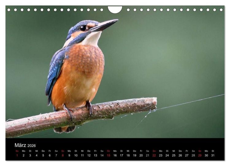 Produktbild: IM LAND DER EISV&Ouml;GEL (Wandkalender 2026 DIN A4 quer), CALVENDO Monatskalender
