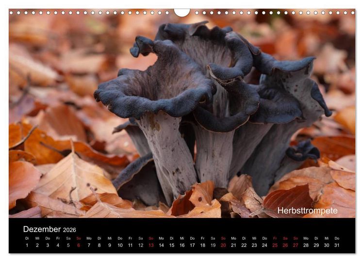 Produktbild: Pilzkalender (Wandkalender 2026 DIN A3 quer), CALVENDO Monatskalender