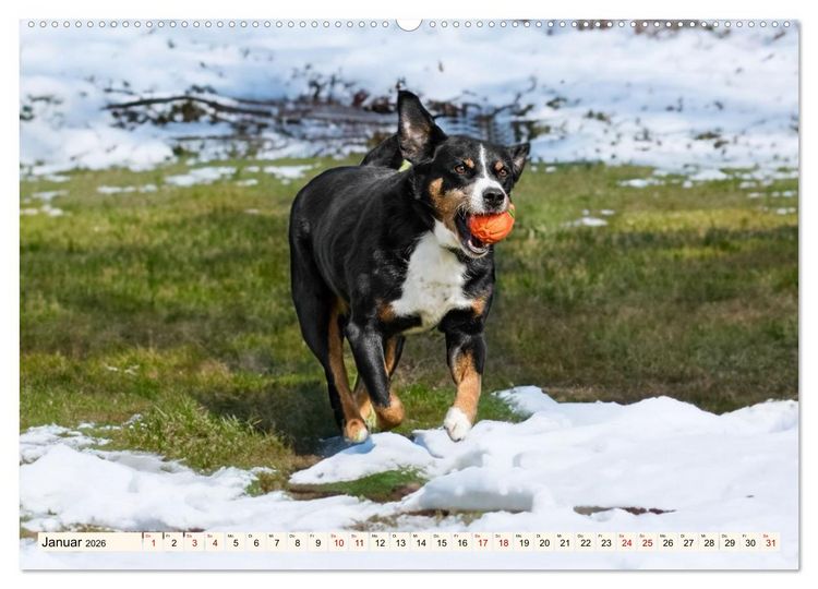 Produktbild: Schweizer Sennenhunde - Appenzeller - Berner - Entlebucher - Gro&szlig;e Schweizer (Wandkalender 2026 DIN A2 quer), CALVENDO Monatskalender
