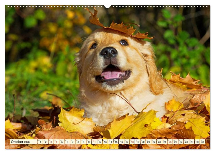 Produktbild: Golden Retriever - Freunde auf 4 Pfoten (Wandkalender 2026 DIN A2 quer), CALVENDO Monatskalender
