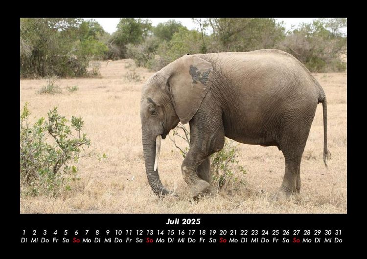 Produktbild: Elefanten 2025 Fotokalender DIN A3