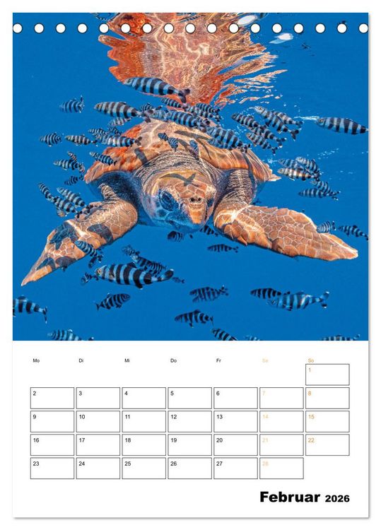 Produktbild: Wunderbare Wasserwelt der Meeresschildkr&ouml;ten (Tischkalender 2026 DIN A5 hoch), CALVENDO Monatskalender