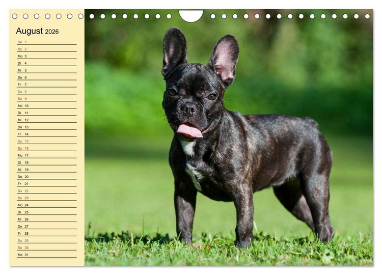 Produktbild: Franz&ouml;sische Bulldogge - Clown auf 4 Pfoten (Wandkalender 2026 DIN A4 quer), CALVENDO Monatskalender