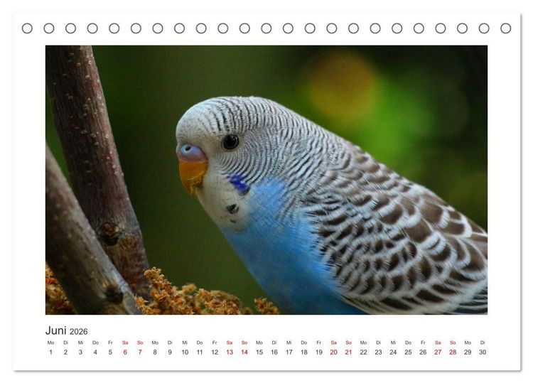 Produktbild: Wellensittichkalender! - Das Original (Tischkalender 2026 DIN A5 quer), CALVENDO Monatskalender