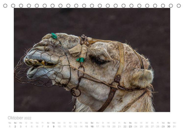 Produktbild: Asche unter den F&uuml;&szlig;en - Lanzarote (Tischkalender 2022 DIN A5 quer)
