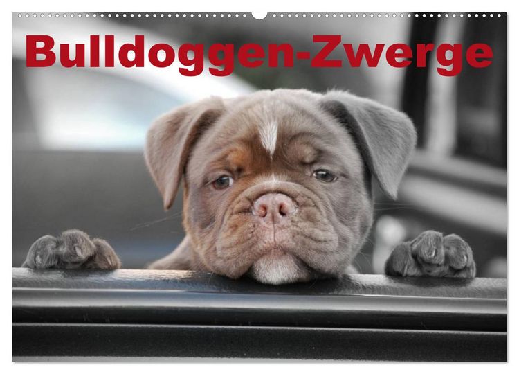 Produktbild: Bulldoggen-Zwerge (Wandkalender 2026 DIN A2 quer), CALVENDO Monatskalender