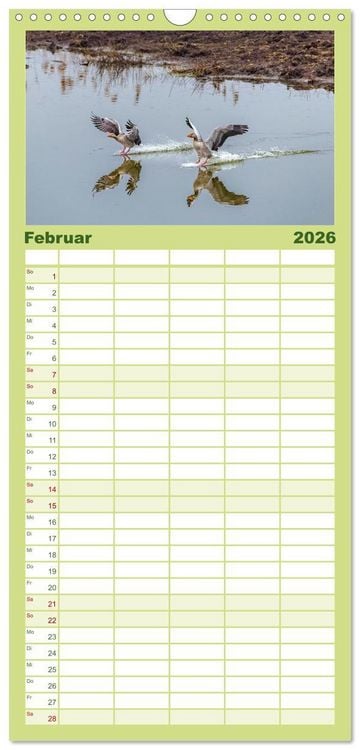 Produktbild: Familienplaner 2026 - Graug&auml;nse in heimischer Umgebung mit 5 Spalten (Wandkalender, 21 x 45 cm) CALVENDO