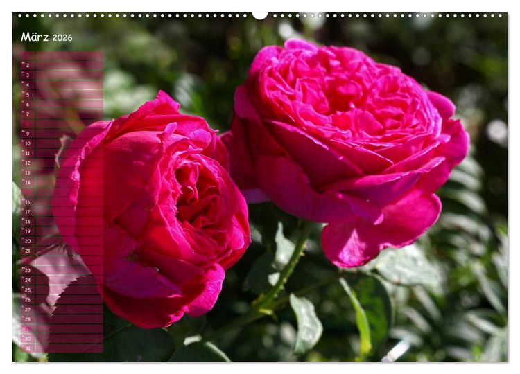 Produktbild: Lass Rosen sprechen (Wandkalender 2026 DIN A2 quer), CALVENDO Monatskalender