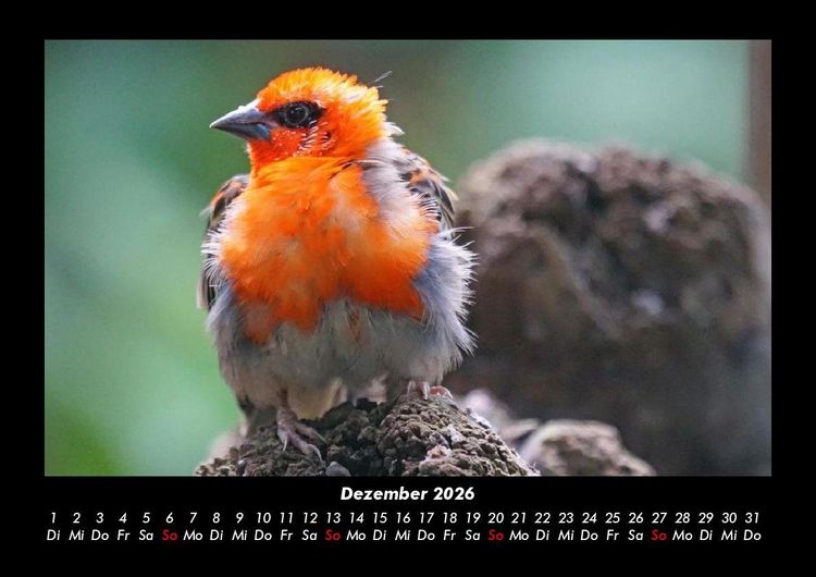 Produktbild: Vogelparadies 2026 Fotokalender DIN A3