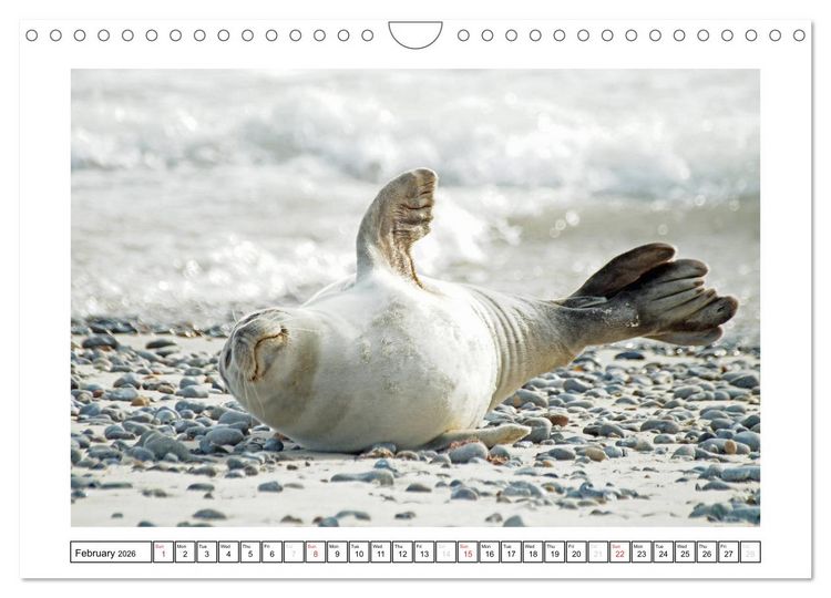 Produktbild: Seals on the Beach (Wall Calendar 2026 DIN A4 landscape), CALVENDO 12 Month Wall Calendar