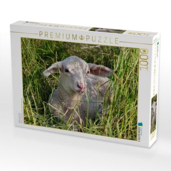 Produktbild: CALVENDO Puzzle Wei&szlig;es L&auml;mmchen | 1000 Teile Lege-Gr&ouml;&szlig;e 64x48cm Foto-Puzzle f&uuml;r gl&uuml;ckliche Stunden