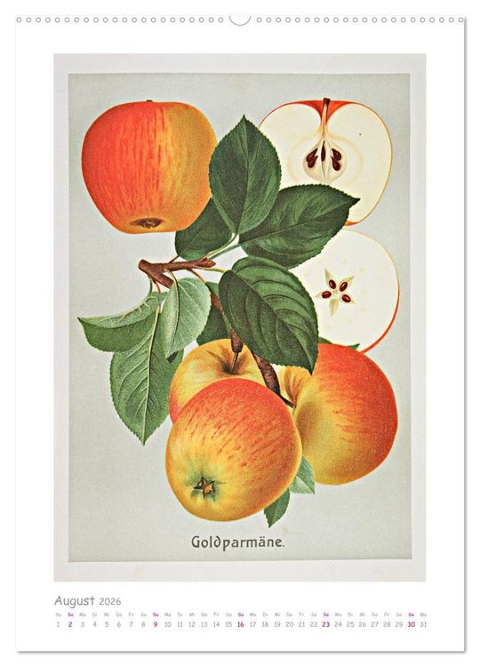 Produktbild: &Auml;pfel/Appels. Alte ostfriesische Sorten (hochwertiger Premium Wandkalender 2026 DIN A2 hoch), Kunstdruck in Hochglanz