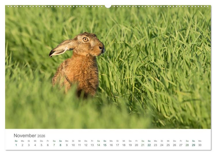 Produktbild: Feldhasen - dem Langohr auf der Spur (hochwertiger Premium Wandkalender 2026 DIN A2 quer), Kunstdruck in Hochglanz