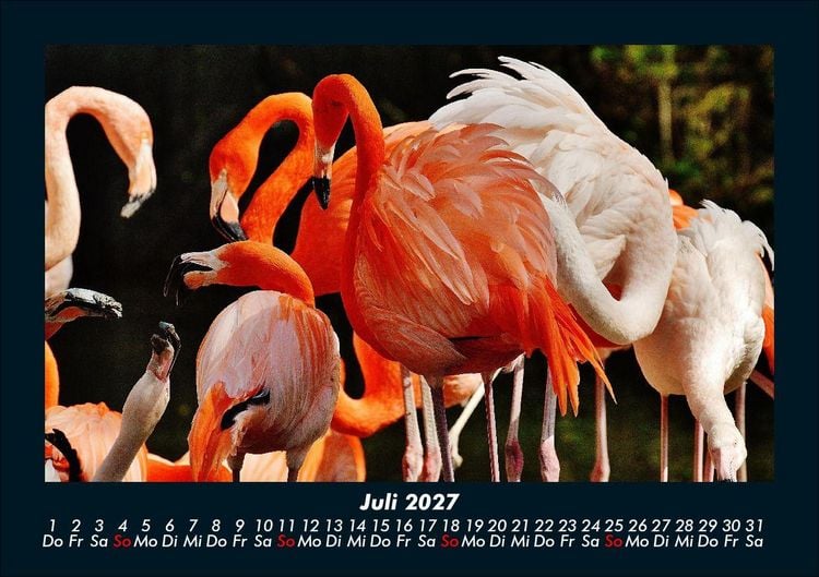 Produktbild: Tierkalender 2027 Fotokalender DIN A5