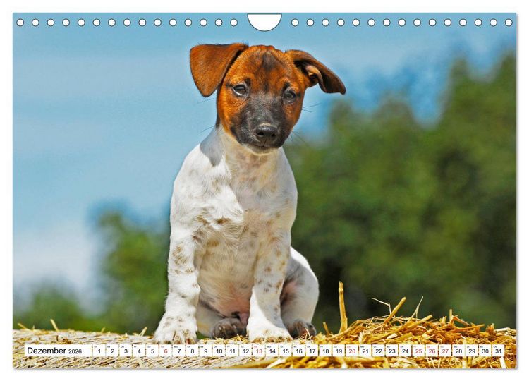 Produktbild: 100000 Volt auf vier Pfoten - Jack und Parson Russell Terrier (Wandkalender 2026 DIN A4 quer), CALVENDO Monatskalender