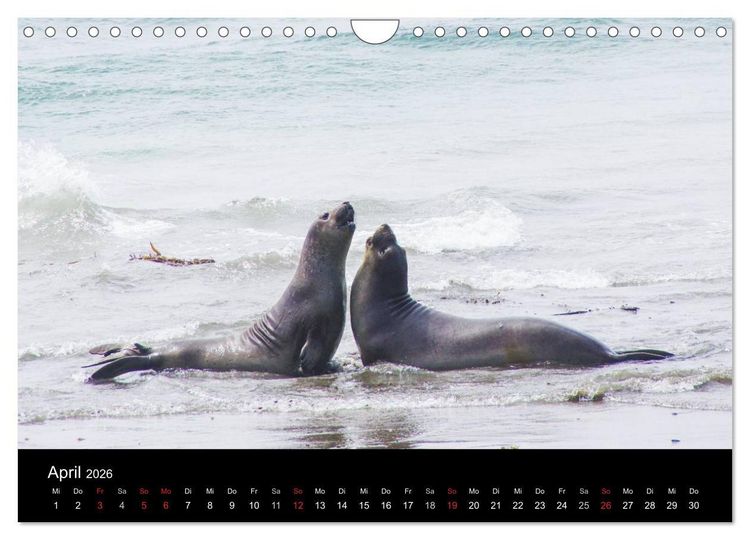 Produktbild: Monterey California (Wandkalender 2026 DIN A4 quer), CALVENDO Monatskalender