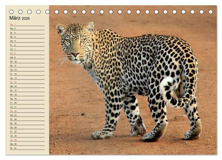 Produktbild: Die Lautlosen. Geparden und Leoparden (Tischkalender 2026 DIN A5 quer), CALVENDO Monatskalender
