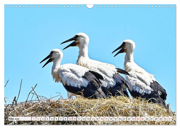 Produktbild: Eine Saison mit Familie Storch (Wandkalender 2026 DIN A3 quer), CALVENDO Monatskalender