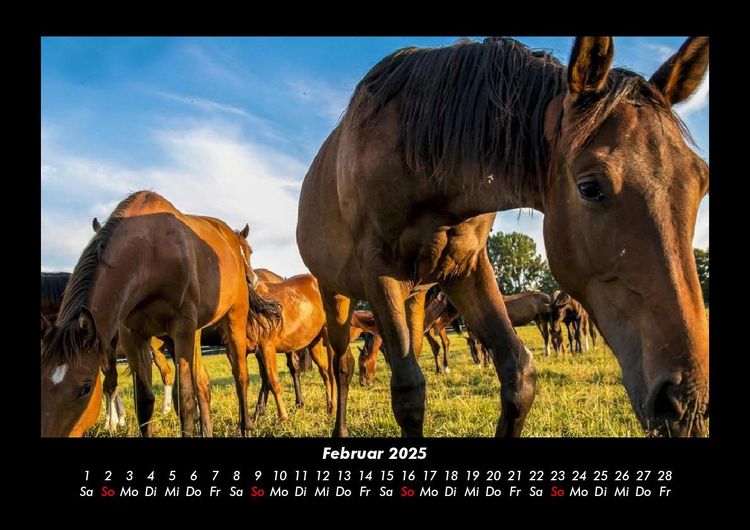 Produktbild: Die Welt der Pferde 2025 Fotokalender DIN A3