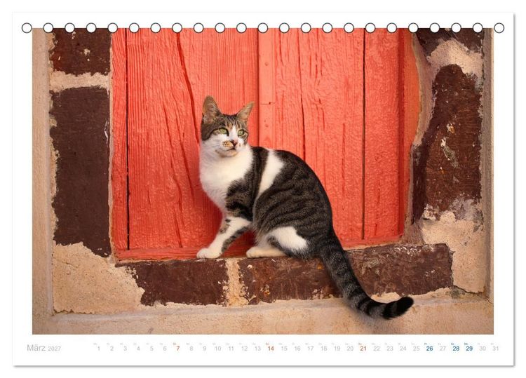 Produktbild: Inselkatzen (Tischkalender 2027 DIN A5 quer), CALVENDO Monatskalender
