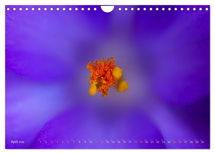 Produktbild: DEEP INSIDE - Bl&uuml;tenmakros (Wandkalender 2026 DIN A4 quer), CALVENDO Monatskalender